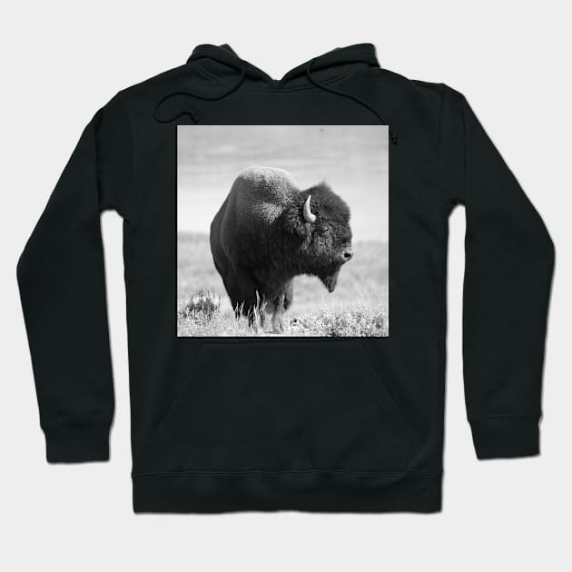 Buffalo 02 Hoodie by 4-eyes Photo